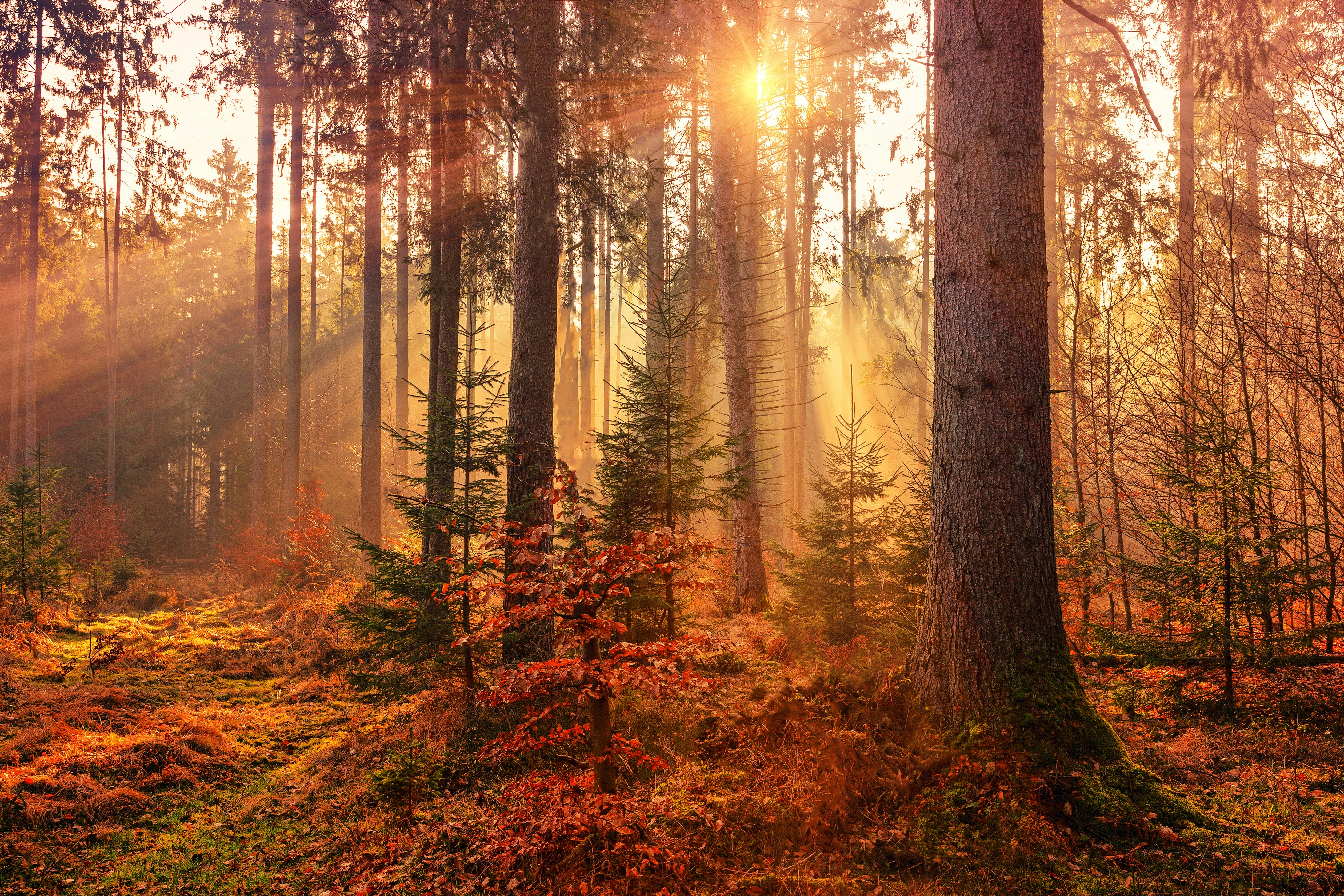menstrual-cycle-autumn.jpg